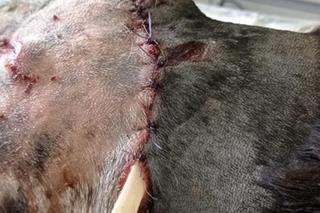 Weterynarze pomogli Tajce pogryzionej przez psy