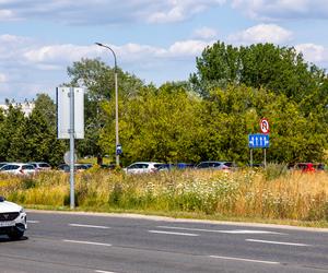 Łąki w Warszawie – łąka przy ul. Dolina Służewiecka (1)