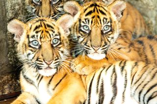 Niesamowite narodziny we wrocławskim zoo. Na świat przyszły cztery tygrysy sumatrzańskie 