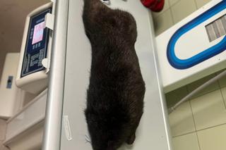 Bóbr Leo trafił do Fundacji Ada ze złamaną nogą [GALERIA]