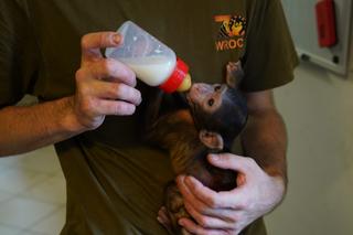 Mała małpka z wrocławskiego zoo straciła mamę. Przygarnął ją opiekun Bartek [NAGRANIE]