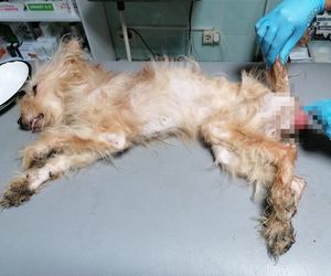 Psy przebywały w koszmarnych warunkach