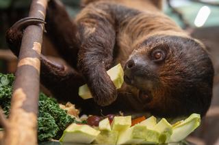 16 karmień pokazowych w łódzkim Orientarium. Kiedy najlepiej wybrać się do zoo?