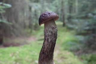 Wysyp grzybów w woj. lubelskim 