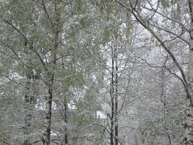 Zima w maju 2011 - zdjęcia Czytelników (Karpacz) 