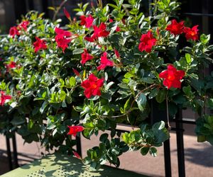 Mandevilla (dipladenia): pielęgnacja i zimowanie