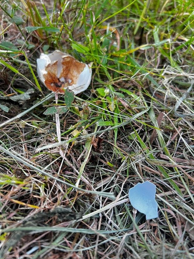 Warszawa, Wesoła. Zniszczone gniazda kaczek