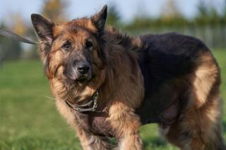 Te psiaki z wrocławskiego schroniska oraz Ekostraży szukają domów. Zwierzę to nie zabawka 