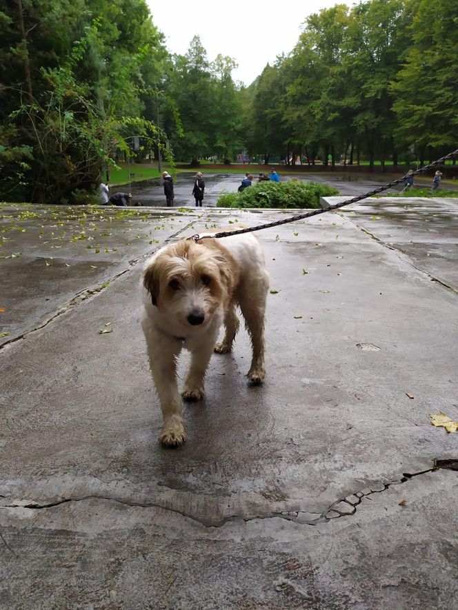 Podopieczni Cichego Kąta w Tarnowskich Górach