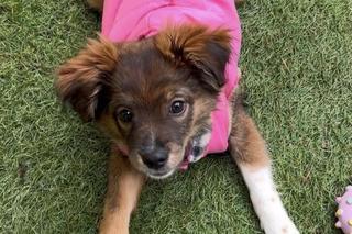 Zwierzęta przywdziały ciepłe swetry na jesień