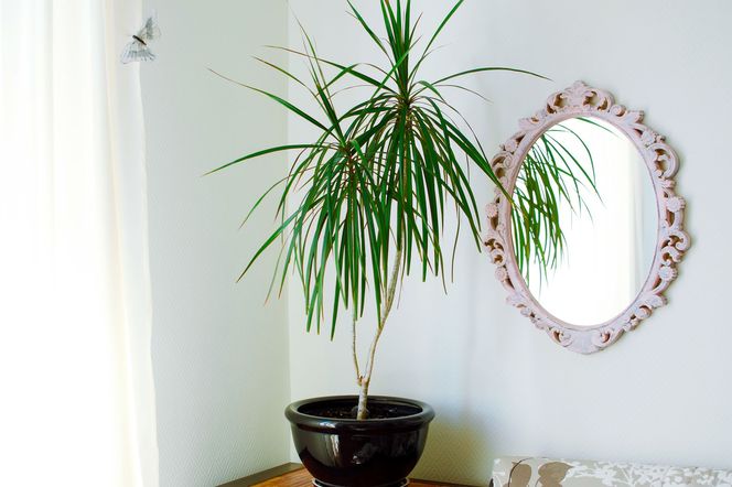 Dracena obrzeżona