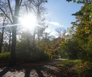 Park Wilsona jesienią