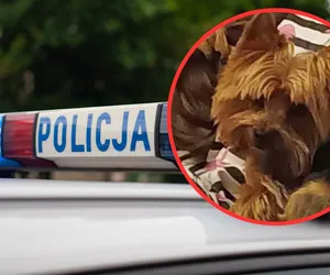 Ukradli maleńką Zulę i zwiali taksówką! Właściciel szalał z rozpaczy
