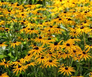 Rudbekia błyskotliwa