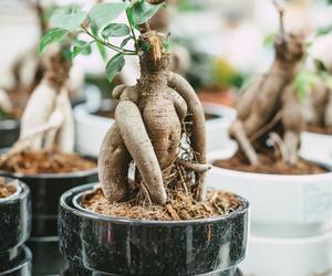 Ficus microcarpa 'Ginseng'