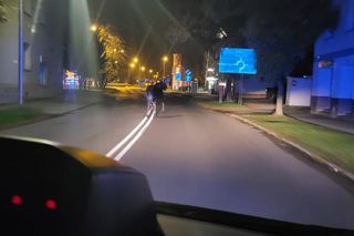 Niezwykły gość w Tarnowie. Policja eskortowała łosia
