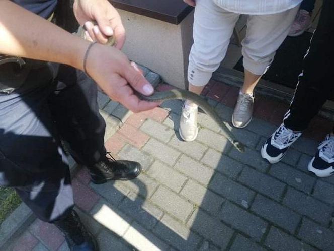 Płock. Między dokumentami znaleźli węża! "Przyjedźcie natychmiast" [ZDJĘCIA]