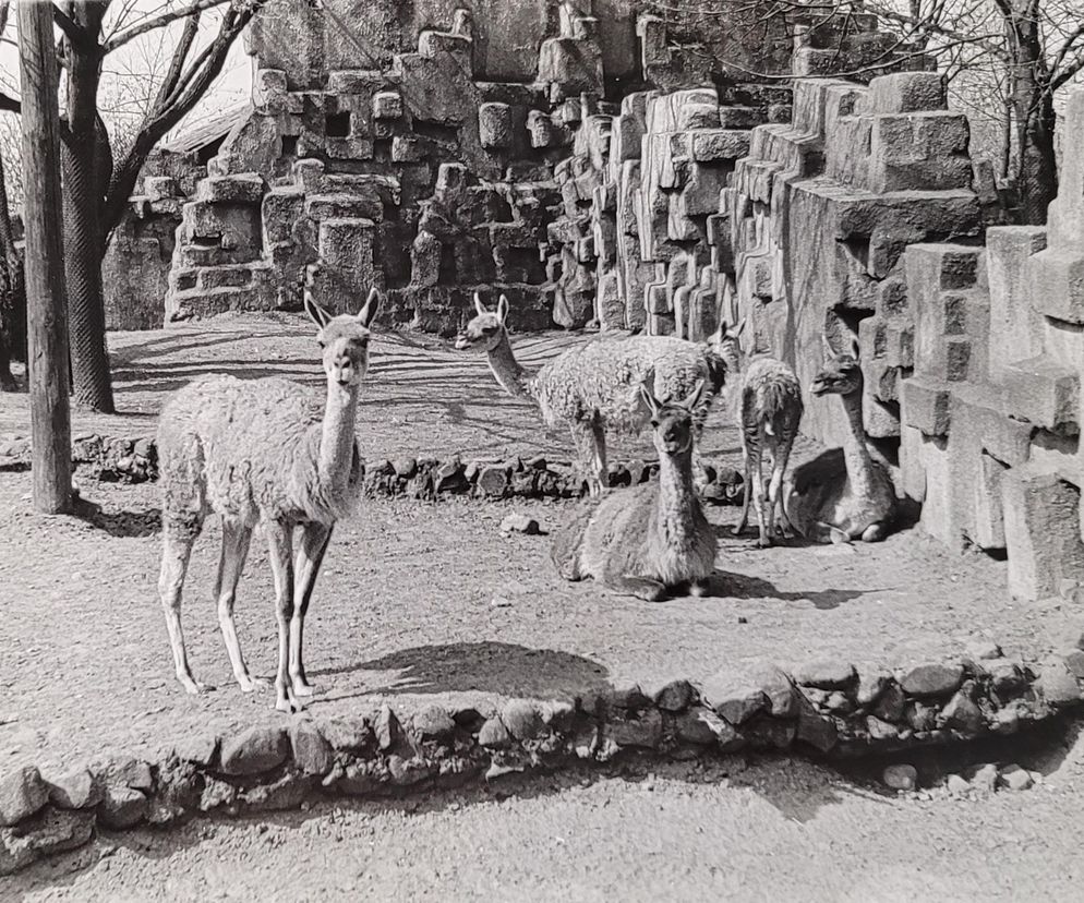 Łódzkie zoo w latach 70.