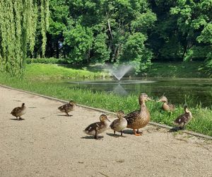 Park Miejski w Zamościu