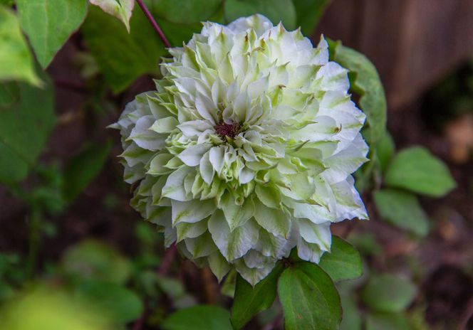 Powojnik Midori
