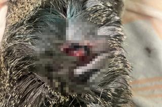 Sarenka Gabrysia pogryziona przez inne zwierzęta