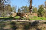 Wilcza Ostoja we wrocławskim zoo