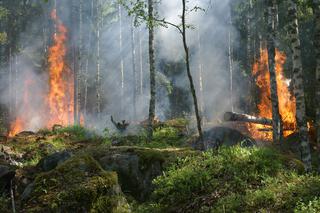 Weź udział w konkursie, a przy okazji… ocal lasy przed pożarami!