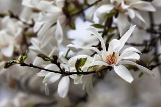 Japonia ma kwitnące wiśnie, a Polska - magnolie. Czy trudno dbać o to drzewo?