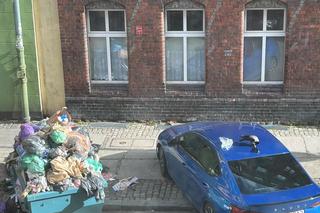 Raj dla szczurów w centrum Wrocławia. Z pięknej ulicy zrobiło się śmierdzące wysypisko śmieci 