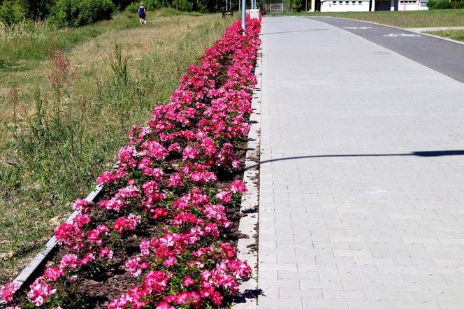 Starachowice. To najbardziej ukwiecone miasto świętokrzyskiego