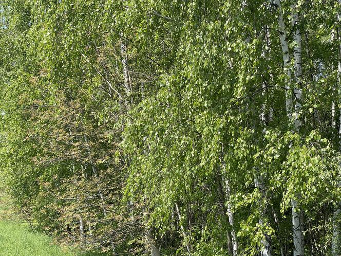 Najdłuższy park w Polsce jest w Krakowie. Ledwo widać go na mapach, a jest pełen atrakcji