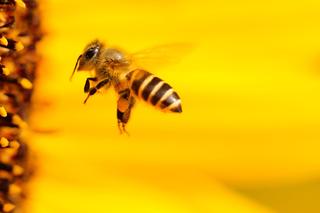 Naukowcy zbadali wpływ pszczół na zwiększenie plonów. To niesamowite! 