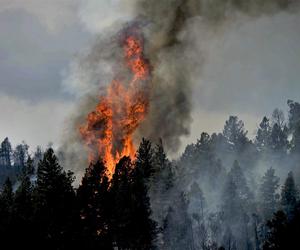 Wzrost zagrożenia pożarowego w lasach. Najgorzej na północy