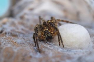 Jadowite pająki, które można spotkać w Polsce