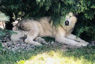 Wielichowska wyczesała psa na maksa