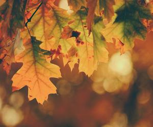 Jak wspomagać odporność jesienią i dodać sobie energii?