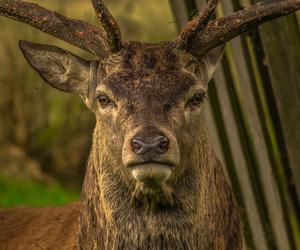 Jeleń uciekł z zagrody! Ranny został pracownik ZOO