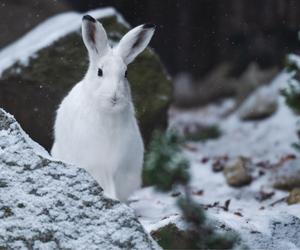 Zima w zoo we Wrocławiu. Zobacz, jak zwierzaki radzą sobie w chłodne dni 