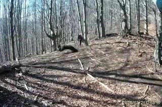 Atak niedźwiedzia na człowieka na Słowacji! Wideo mrozi krew w żyłach