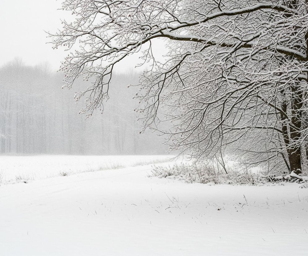 Zimowy krajobraz z zaśnieżonym polem na pierwszym planie, rozciągającym się aż do linii drzew w tle. Po prawej stronie kadru widoczne są pnie i gałęzie drzew, gęsto pokryte białym śniegiem, tworząc skomplikowany wzór. Niebo jest jasne i jednolite, a cały obraz utrzymany jest w odcieniach bieli, szarości i brązu, z delikatnie widocznymi, czerwonymi owocami na gałęziach.
