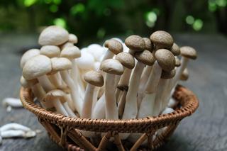 Tajemnicze grzyby shimeji: jak smakują i jak przyrządzić azjatycki przysmak?