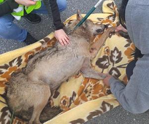 Policjanci z Ostródy pomogli rannemu wilkowi