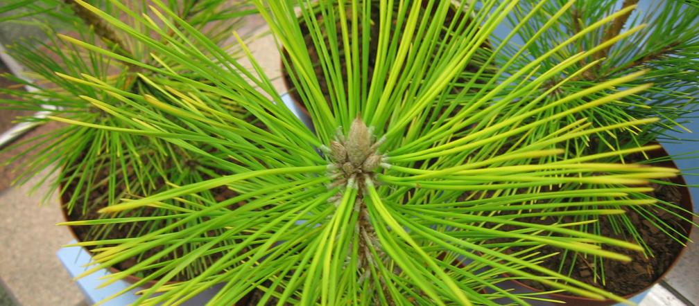 Sosna Thunberga 'Ogon'