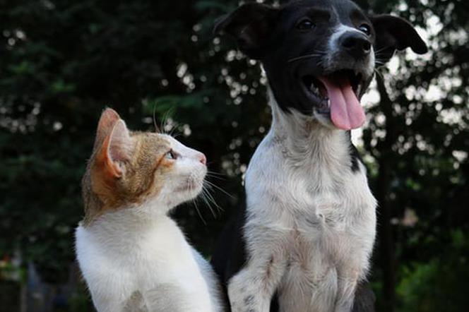 Kot i pies