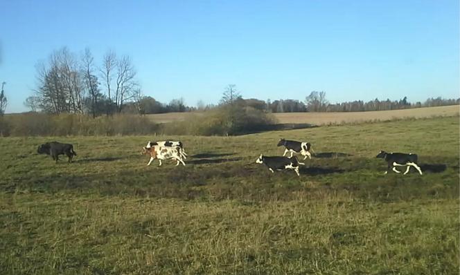 Żubr-lowelas podrywał krowy na Mazurach 