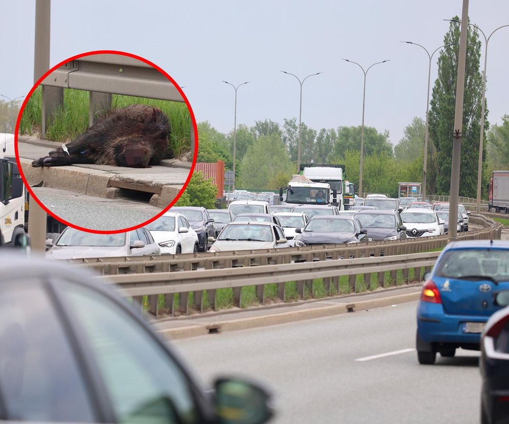 Warszawa sparaliżowana! Karambol po potrąceniu dzika. Kosmiczny korek aż do Marsa