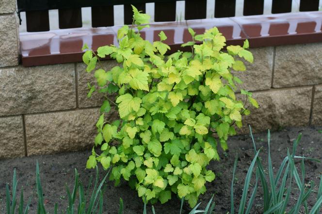 Pęcherznica kalinolistna 'Luteus'