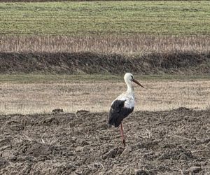 Pierwszy Bocian w Polsce dostał imię Radziwił. 