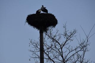 Bociany ze starachowickiego Michałowa