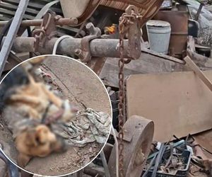 Pies umarł, jak żył: na łańcuchu, na złomowisku, nie miał nawet budy. Mam żal, do ludzi, że tak późno zareagowali